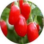 В составе препарата Псорисил содержатся ягоды годжи