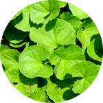 Экстракт листьев готу-кола - один из компонентов капсул Предстанол от простатита