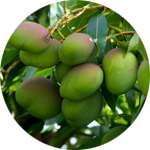 Африканское манго входит в состав Тетрогена