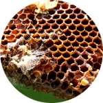 Одним из компонентов средства Гипернатбио от гипертонии являются огневка пчелиная